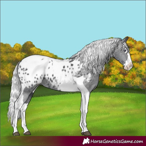Horse Color:Silver Black Chinchilla Splash Tobiano Appaloosa 