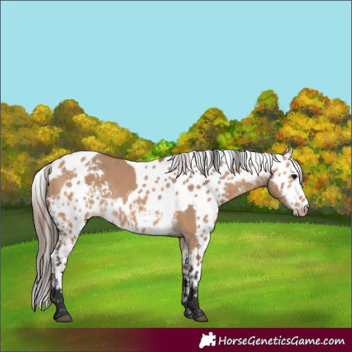 Horse Color:Bay Dun Skewed Appaloosa 