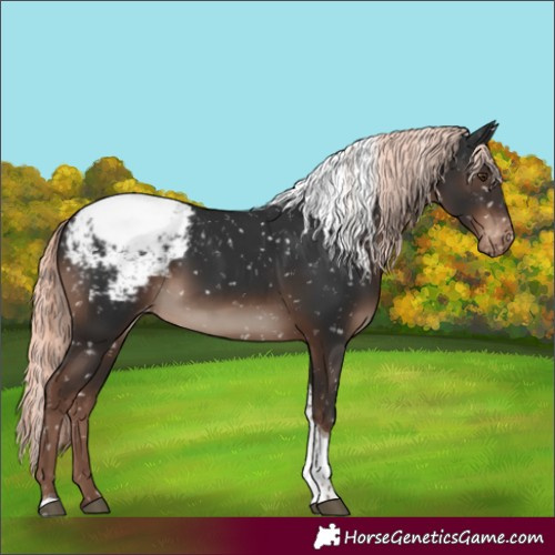 Horse Color:Liver Chestnut Mushroom Tobiano Appaloosa Rabicano 