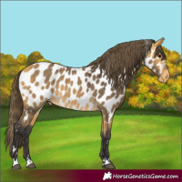 Horse Color:Buckskin Appaloosa