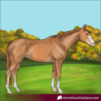Horse Color:Chestnut 