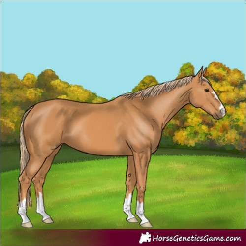Horse Color:Chestnut 