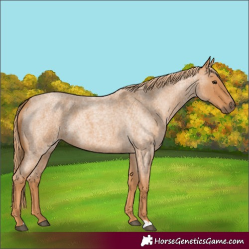 Horse Color:Unknown 