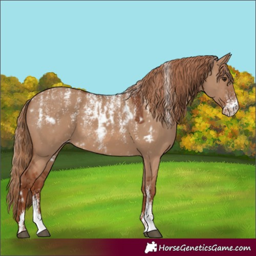 Horse Color:Powder White Red Dun Skewed LP Spotted 
