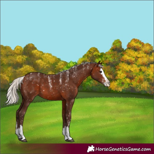 Horse Color:Powder White Silver Brown Splash Skewed LP Spotted 