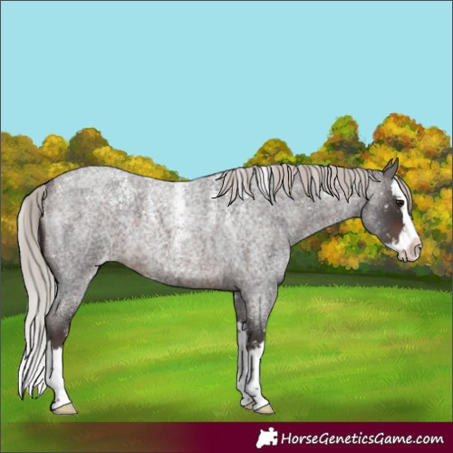 Horse Color:Powder White Silver Brown Roan Splash Skewed LP Spotted 