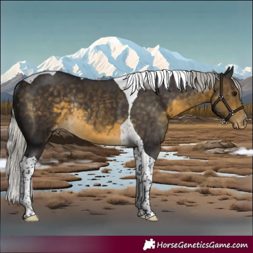 Horse Color:Silver Buckskin Tobiano Skewed LP Spotted Rabicano 