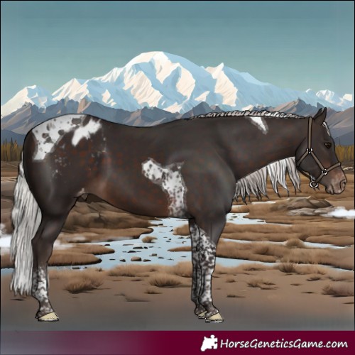 Horse Color:Silver Brown Tobiano Blanket 