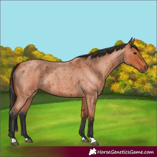 Horse Color:Bay Roan