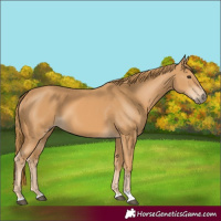 Horse Color:Unknown 