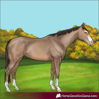 Horse Color:Sable Champagne 