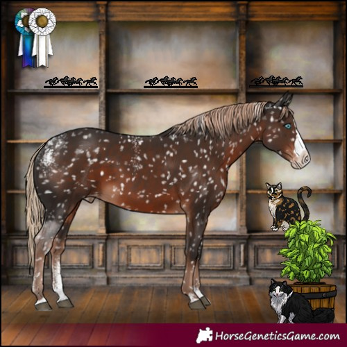 Horse Color:Powder White Liver Chestnut Splash Skewed Appaloosa 