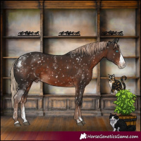 Horse Color:Powder White Liver Chestnut Splash Skewed Appaloosa 