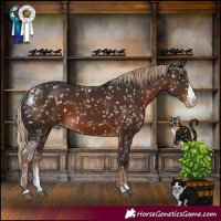 Horse Color:Powder White Liver Chestnut Splash Skewed Appaloosa 