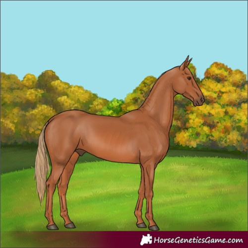 Horse Color:Chestnut 