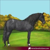 Horse Color:Black Appaloosa