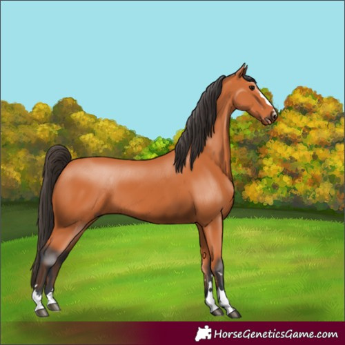 Horse Color:Bay 