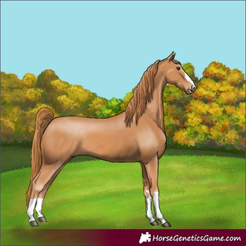 Horse Color:Chestnut 