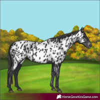 Horse Color:Black Appaloosa 