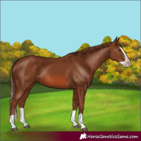 Horse Color:Chestnut Splash Frame 