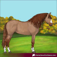 Horse Color:Red Dun 