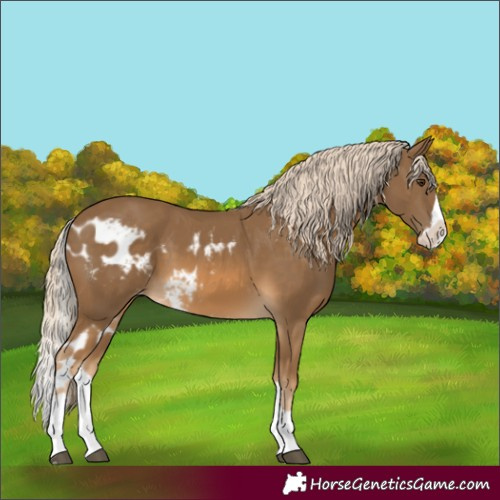 Horse Color:Chocolate Palomino Splash Skewed Appaloosa 