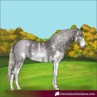 Horse Color:Gray Silver Black Sabino 