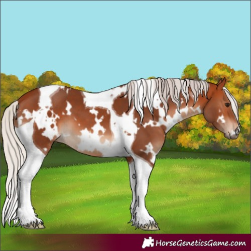 Horse Color:White Spotted Silver Bay Tobiano 