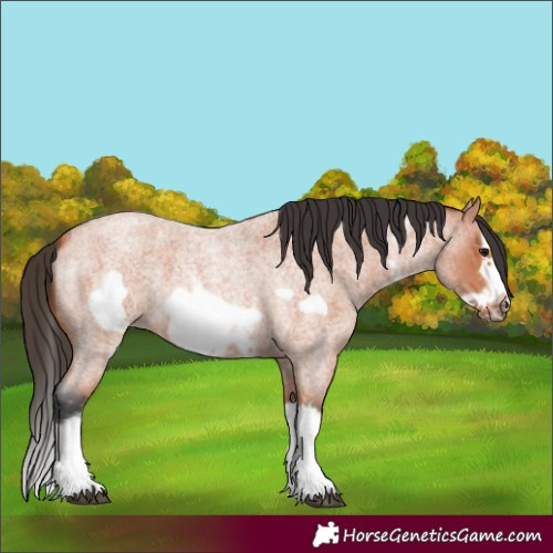 Horse Color:Bay Roan Sabino Splash Frame 