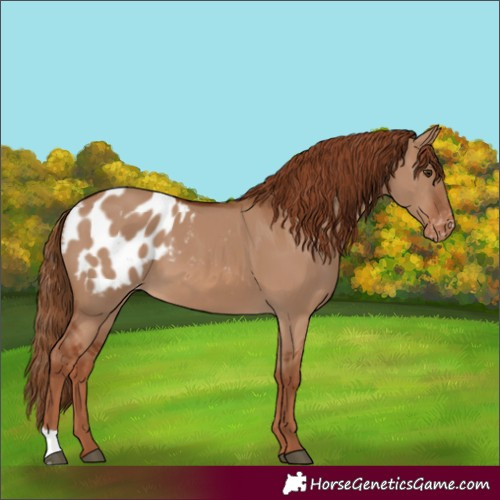 Horse Color:Red Dun Appaloosa 