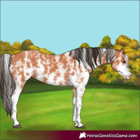 Horse Color:Bay Sabino