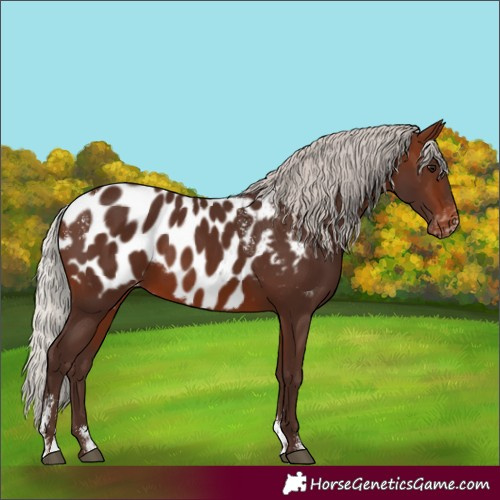 Horse Color:Powder White Silver Brown Appaloosa Rabicano 