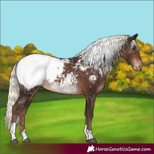 Horse Color:Liver Chestnut Mushroom Tobiano Appaloosa Rabicano 