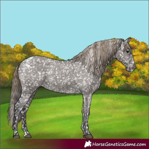 Horse Color:Smoky Grullo Skewed Appaloosa 