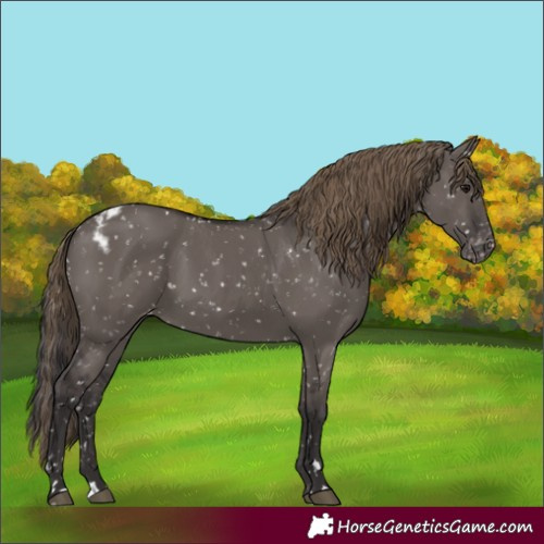 Horse Color:Smoky Grullo Skewed Appaloosa 