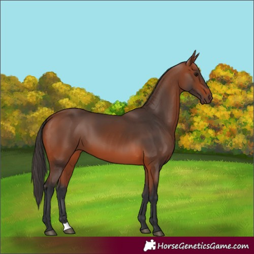 Horse Color:Bay 