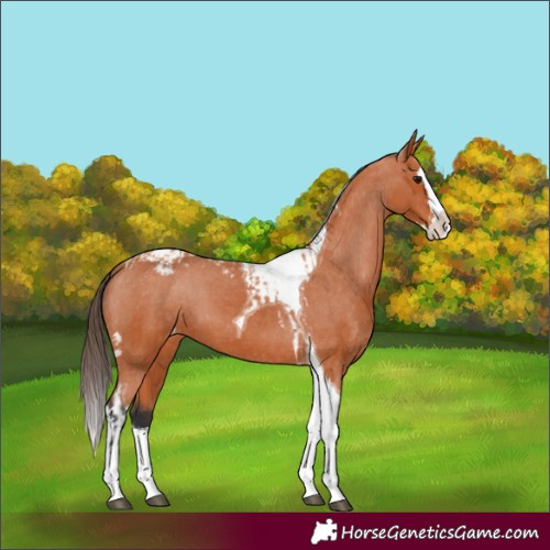 Horse Color:Bay Splash Tobiano Varnish and Bay Splash Tobiano Varnish