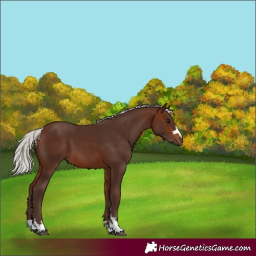 Horse Color:Silver Brown