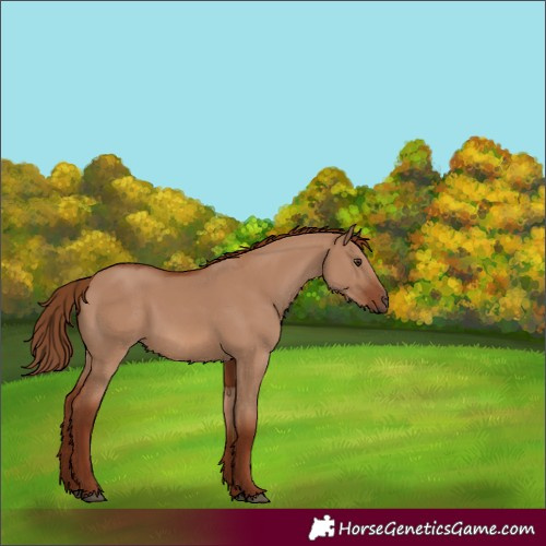 Horse Color:Red Dun 