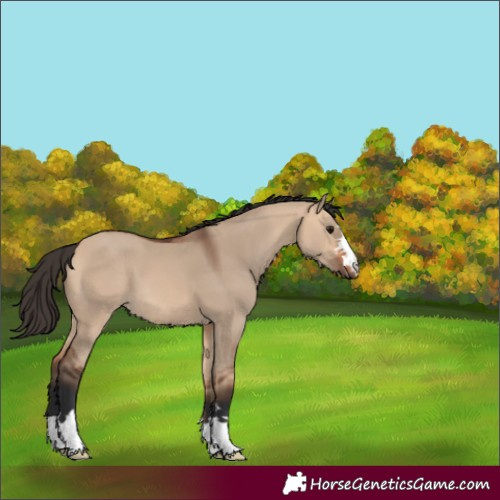 Horse Color:Bay Dun