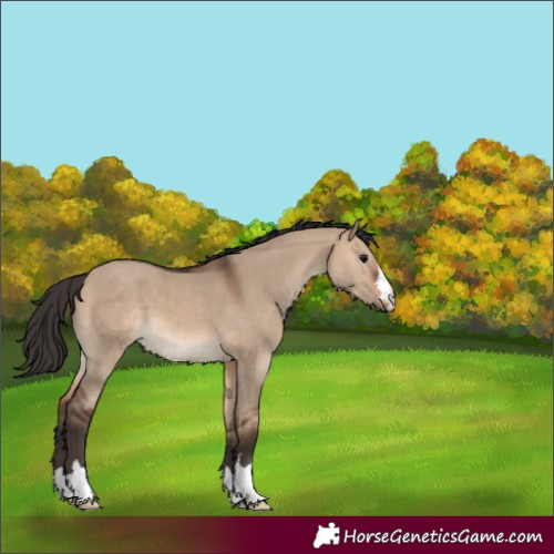 Horse Color:Brown Dun