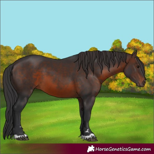 Horse Color:Brown