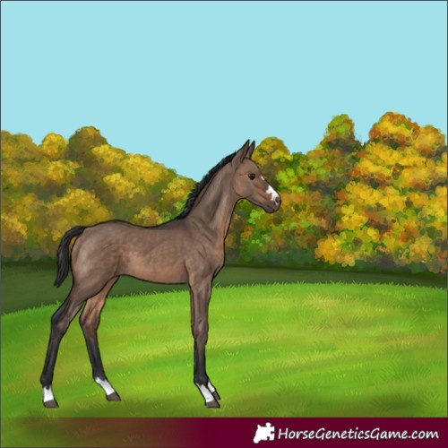 Horse Color:Brown Dun
