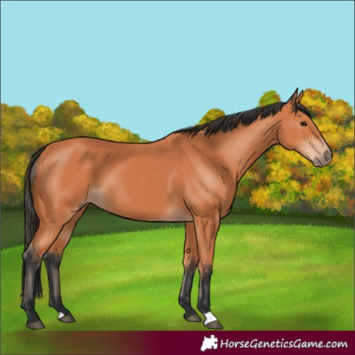 Horse Color:Bay 