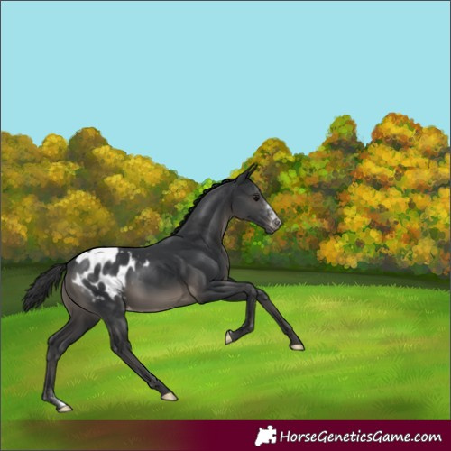 Horse Color:Black Sabino Appaloosa
