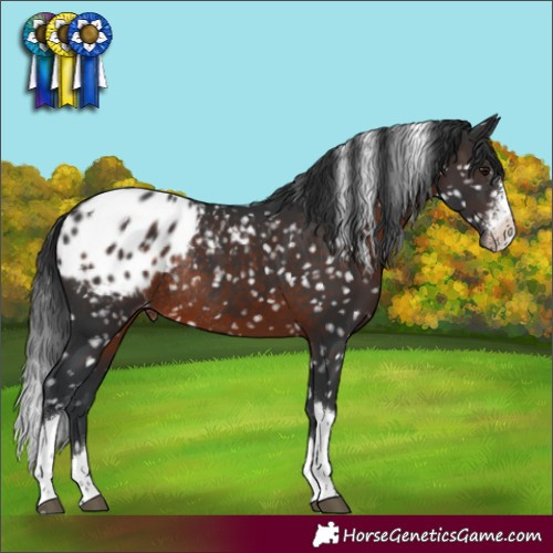 Horse Color:Brown Sabino Tobiano Blanket Rabicano 