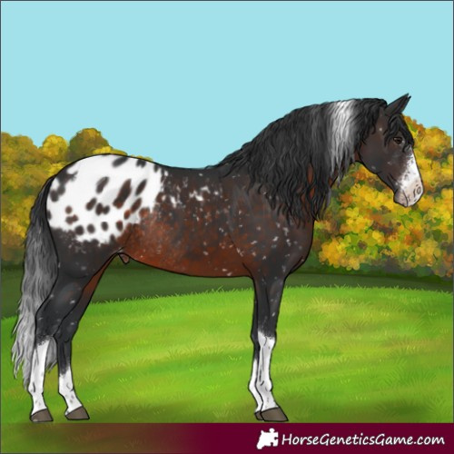 Horse Color:Brown Sabino Tobiano Appaloosa Rabicano 