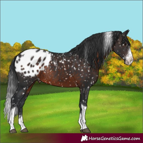 Horse Color:Brown Sabino Tobiano Appaloosa Rabicano 