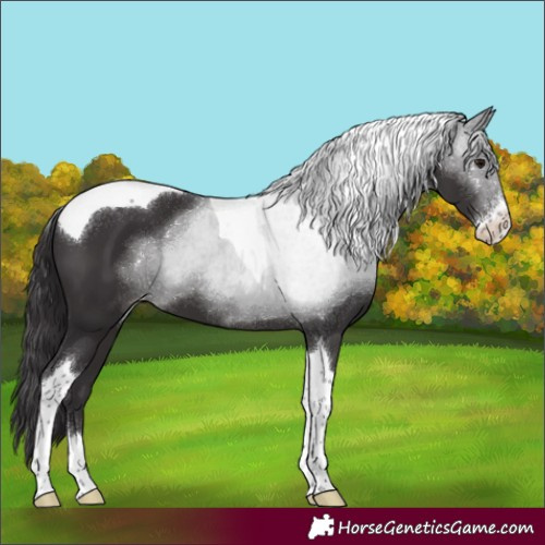 Horse Color:Smoky Black Sabino Tobiano Appaloosa 