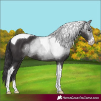 Horse Color:Smoky Black Sabino Tobiano Varnish
